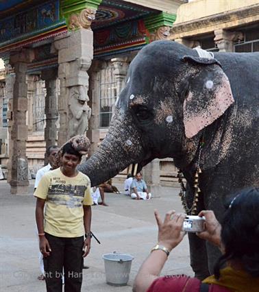 Meenakshi Temple, Madurai,_DSC_7965_H600